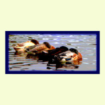 Ducks 4 Poster posters