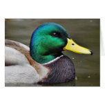 Ducks Bills Card