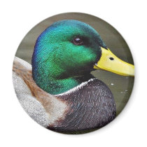 Ducks Bills Refrigerator Magnets