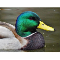 Ducks Bills photo sculptures