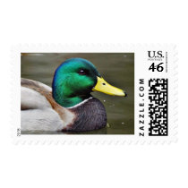 Ducks Bills Postage Stamps