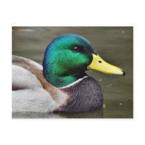 Ducks Bills Post Card