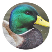 Ducks Bills stickers