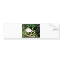 Ducks bumper stickers by pollop Ducks bumper stickers