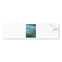 Ducks bumper stickers by pollop Ducks bumper stickers