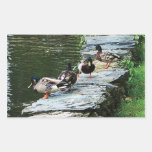 Ducks By a Pond Sticker