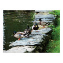 Ducks by the Pond Prints & Posters print