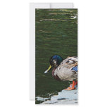 Ducks by the Pond Full Color Rack Card