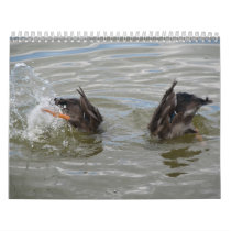 ducks diving calendar