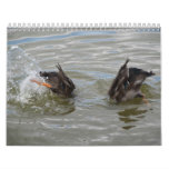 ducks diving calendar