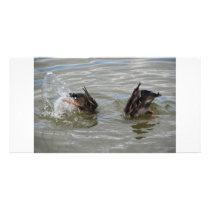 ducks diving photo card