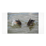 ducks diving photo card
