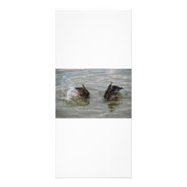 ducks diving rack card