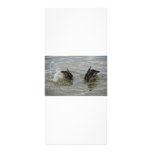 ducks diving rack card rack cards