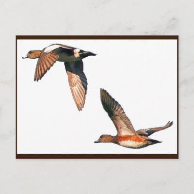 Cool American Wigeons Ducks flying. Postcard.