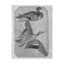 Ducks, from the The Vallardi Album Post Card