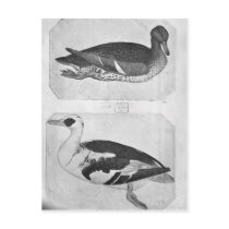 Ducks, from the The Vallardi Album Post Cards