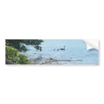 Ducks in a Lake Bumper Sticker