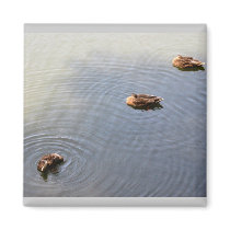ducks in a pond magnets by DonnaGrayson_Photos ducks in a pond magnets