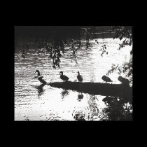 Ducks In a Row canvas prints