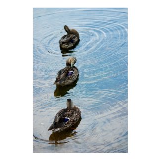 Ducks in a Row print