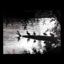 Ducks In a Row posters