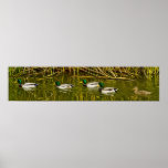 Ducks In A Row Print