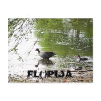 Ducks in Florida Postcard