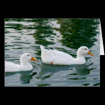 Ducks in pond cards
