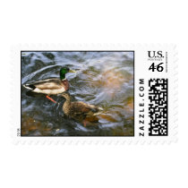 Ducks in the Boston Public Garden postage