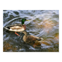 Ducks in the Boston Public Garden posters