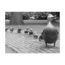Ducks in the Public Garden - Boston Post Card