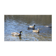 ducks in water stretched canvas print