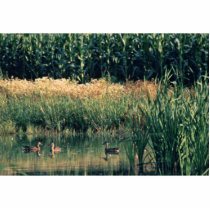 Ducks in Wetland photo sculptures by animalpark Ducks in Wetland photo sculptures