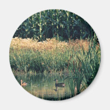 Ducks in Wetland Refrigerator Magnets