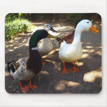Ducks mousepads