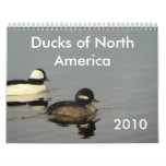 Ducks of North America 2010 calendars