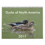 Ducks of North America, 2011 Wall Calendars
