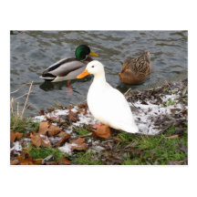 Ducks of River Cam Postcard