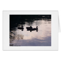 Ducks on a Lake Photo Card