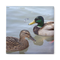 Ducks on a Pond Magnet by ashale8 Ducks on a Pond Magnet