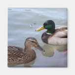 Ducks on a Pond Magnet