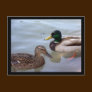 Ducks on a Pond Postcard