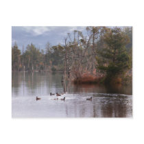 Ducks On Empire Lake postcards by Guiltypleasures Ducks On Empire Lake postcards
