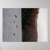 Ducks on Lake Serene Poster
