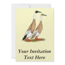 Ducks:  Penciled Indian Runners Custom Invite