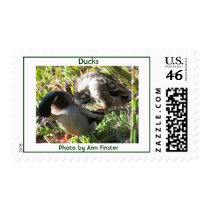 Ducks, Photo by Ann Finster postage by moxieann Ducks, Photo by Ann Finster postage