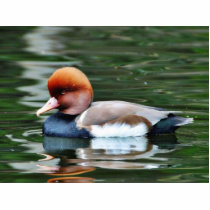 Ducks photo sculptures by lifesphere Ducks photo sculptures