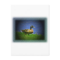 Ducks postcards by jdowdell Ducks postcards