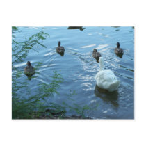 ducks Postcard by KatAnnette ducks Postcard